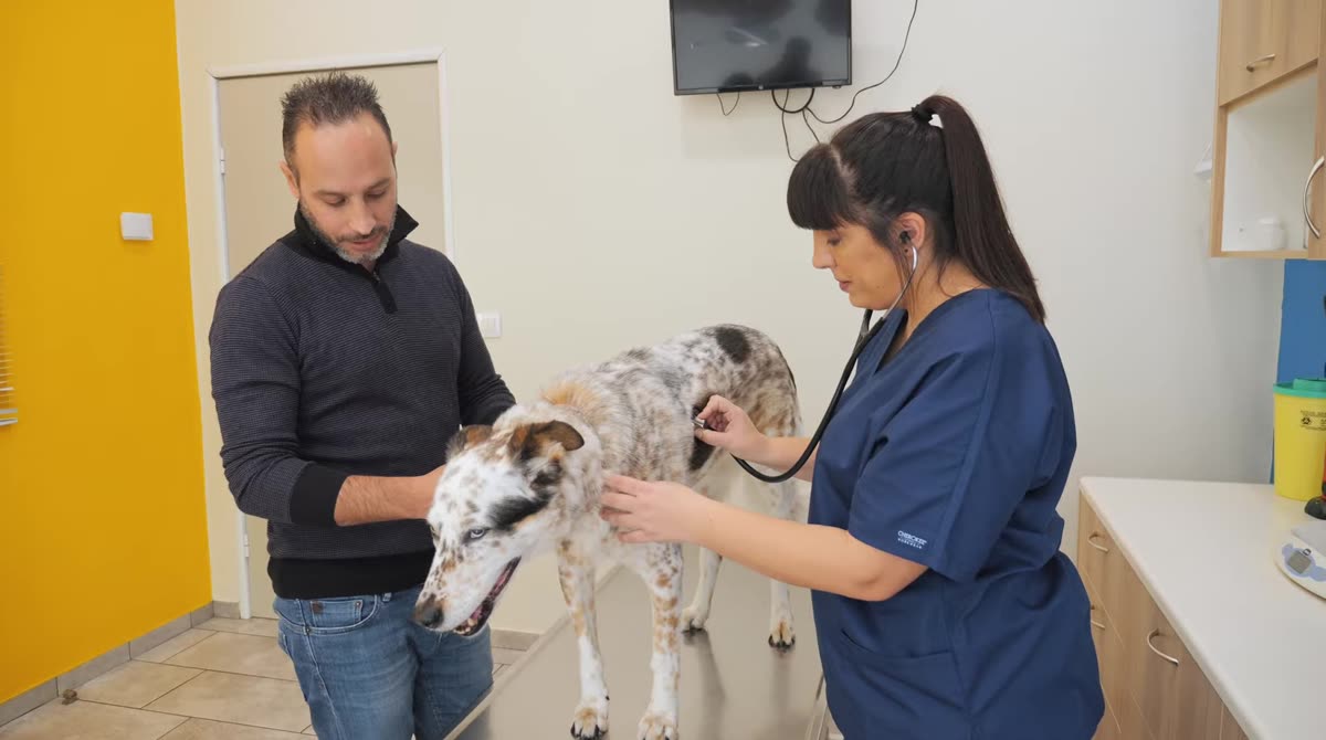 Frame from Ilion Veterinary Clinic